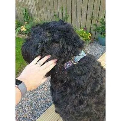 Finnigan's Designer Dog Lead-4